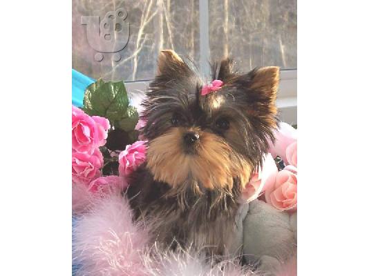Yorkshire-terrier toy / mini, Στερεά Ελλάδα(€ 120.00 )